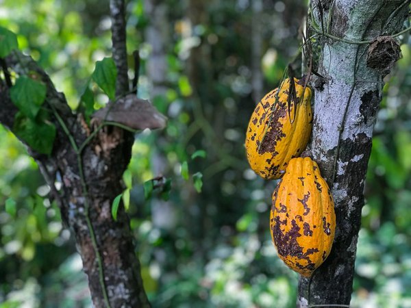 Comment organiser une visite des plantations de cacao en Côte d'Ivoire?